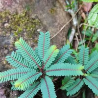 Phyllanthus zeylanicus Müll.Arg.